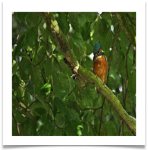 2 - Alcedo Atthis - Chris Beesley
